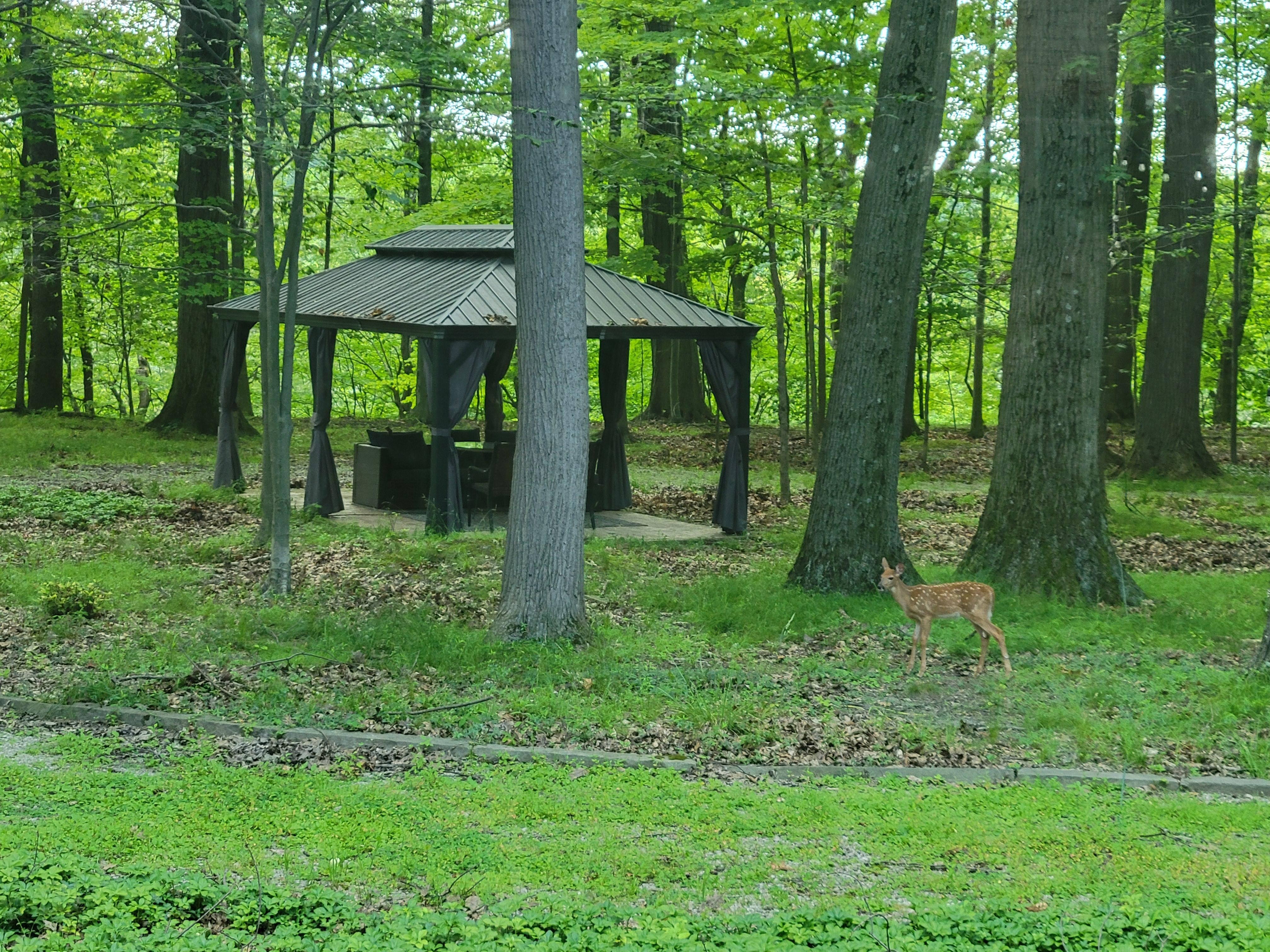 Fawn