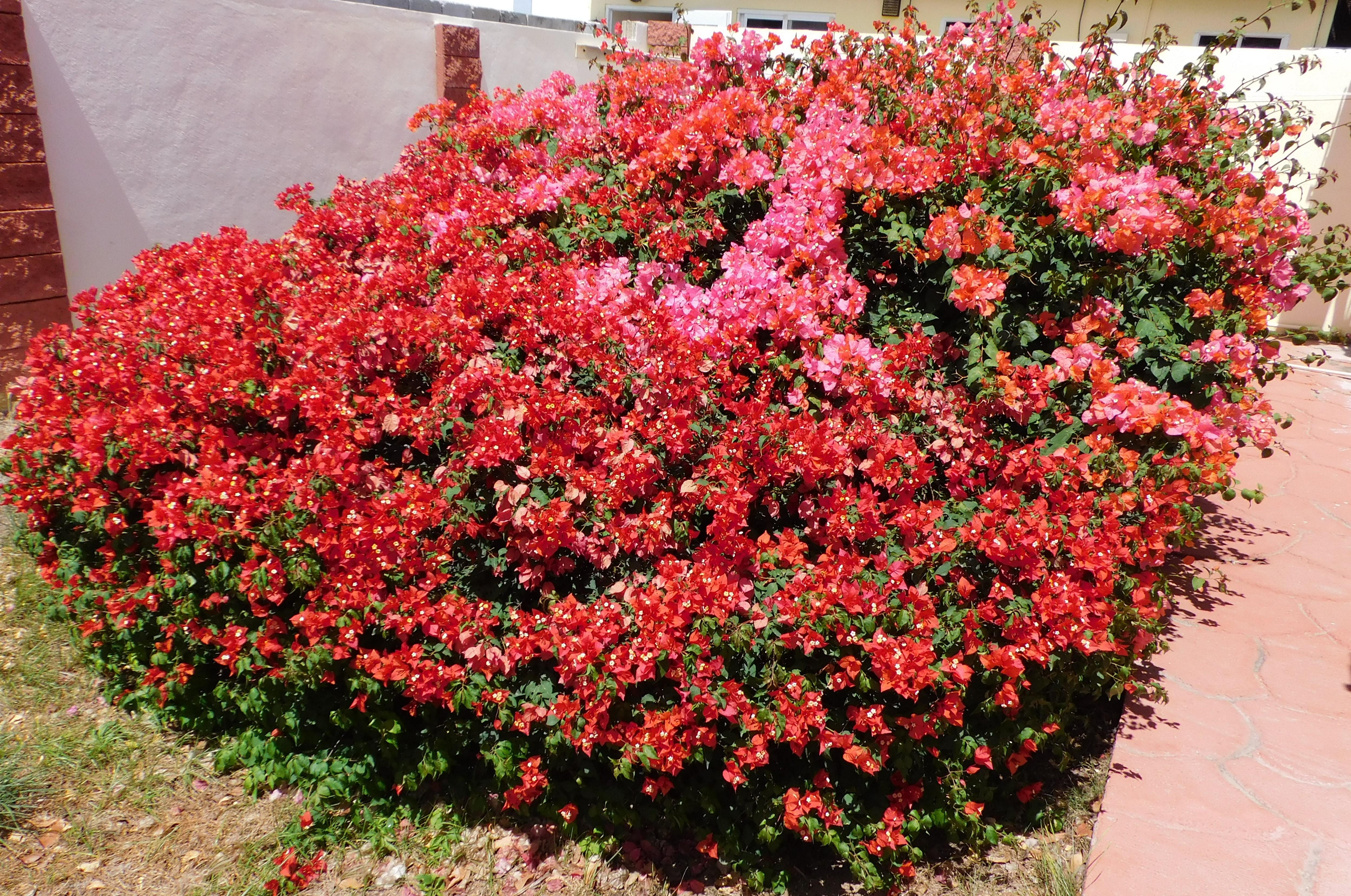 colorful bougainvillea on site