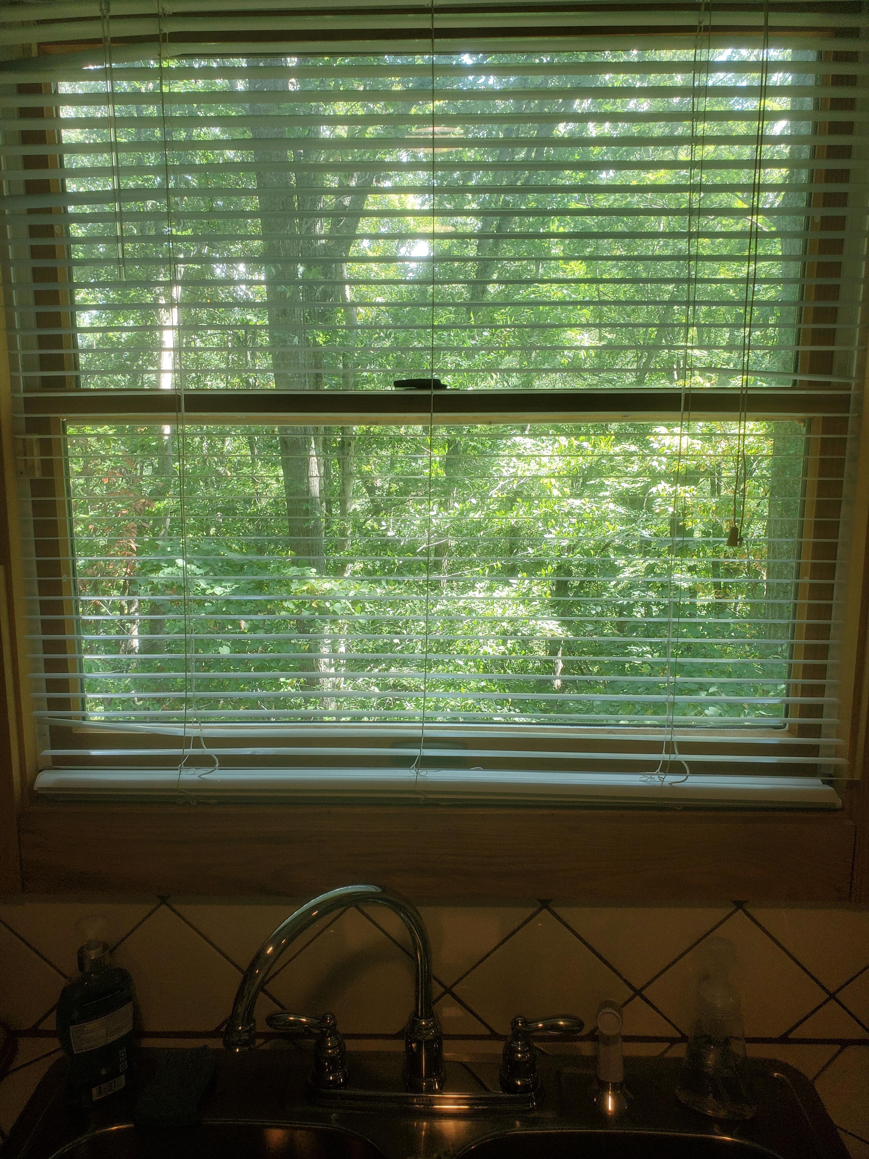 View out the kitchen window. Like staying in a tree-house :-)