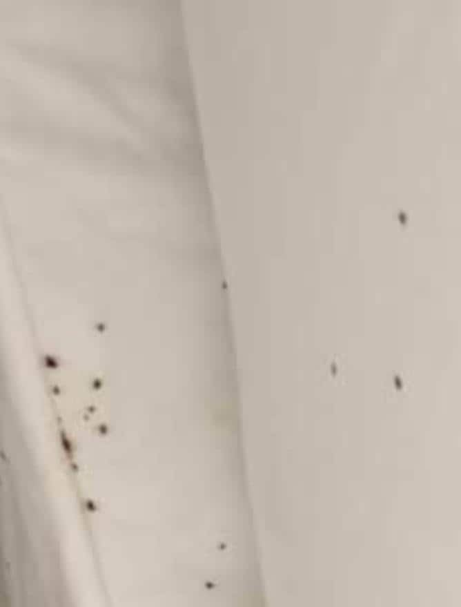 Evidence of insect activity 