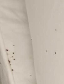 Evidence of insect activity