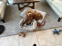 This pup had a great time!