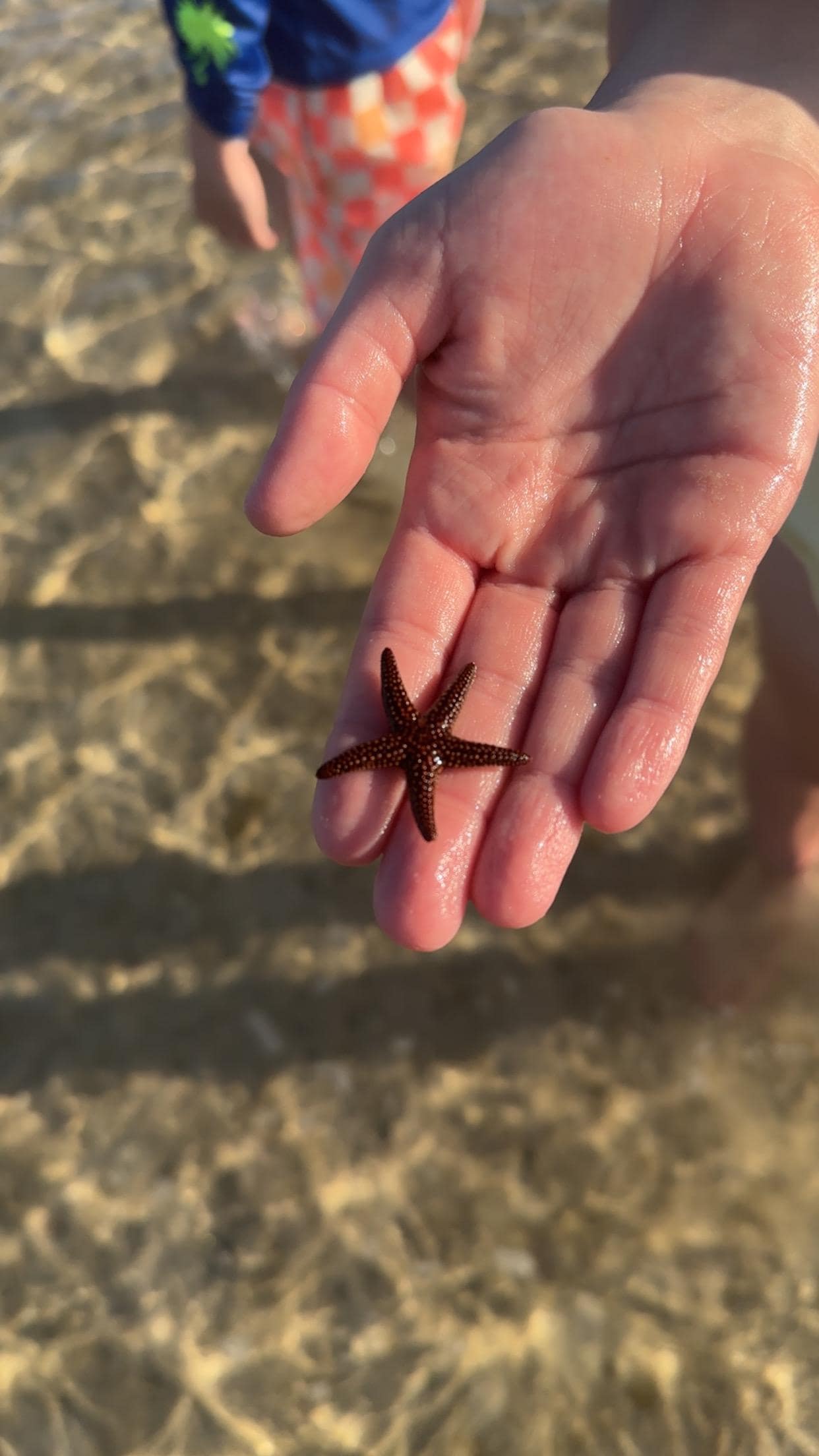 Went to the bay and found so much sea life and it’s only a couple minutes drive from the house