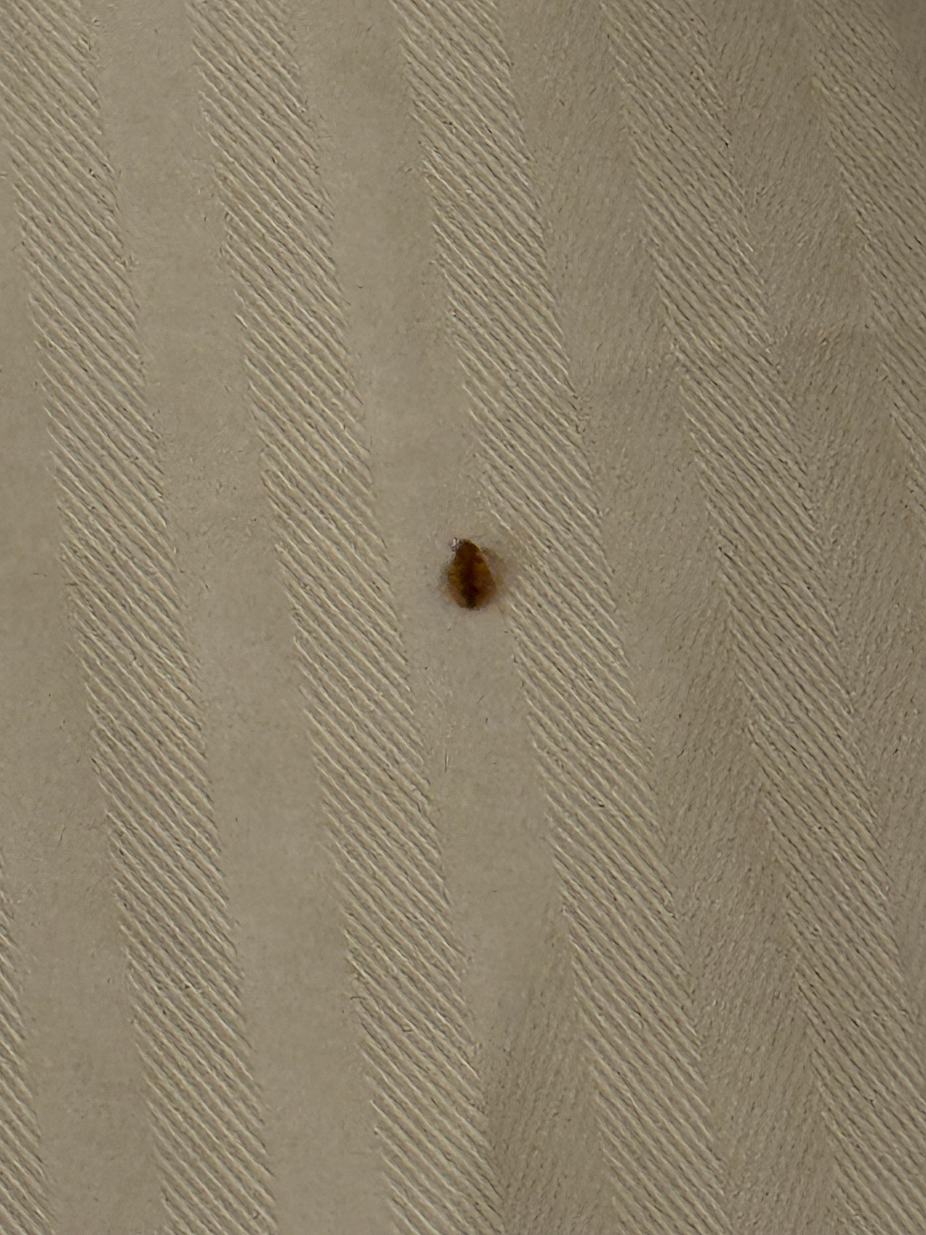 Bug found in 2nd room