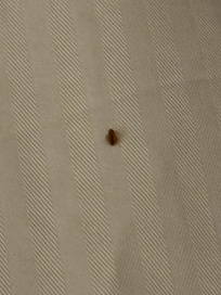 Bug found in 2nd room