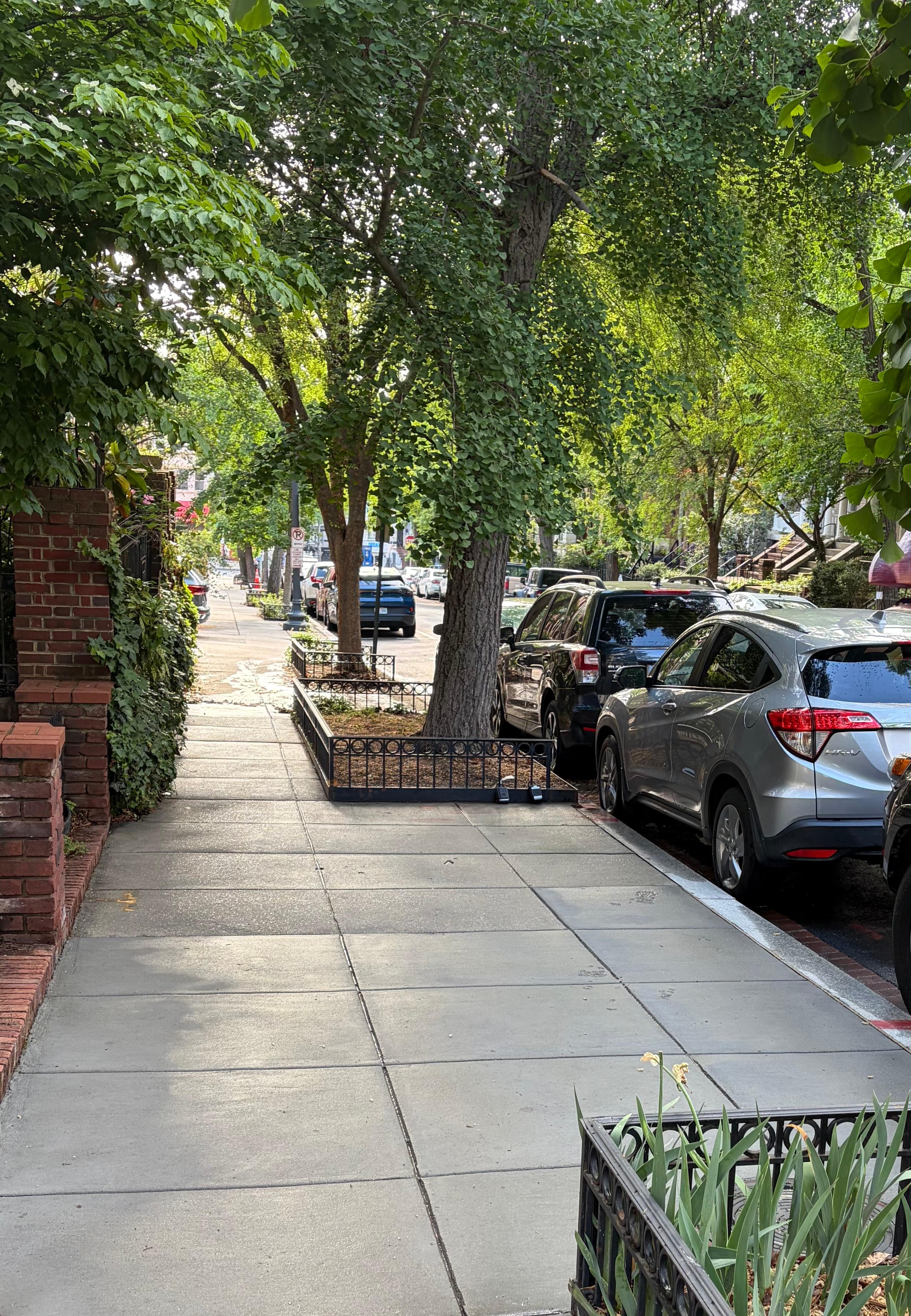 Beautiful tree-lined streets