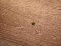 Bug