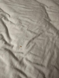 Found crumbs and hair under the “cleaned” bedsheet when we came in to check for cleanliness prior to settling for the night.