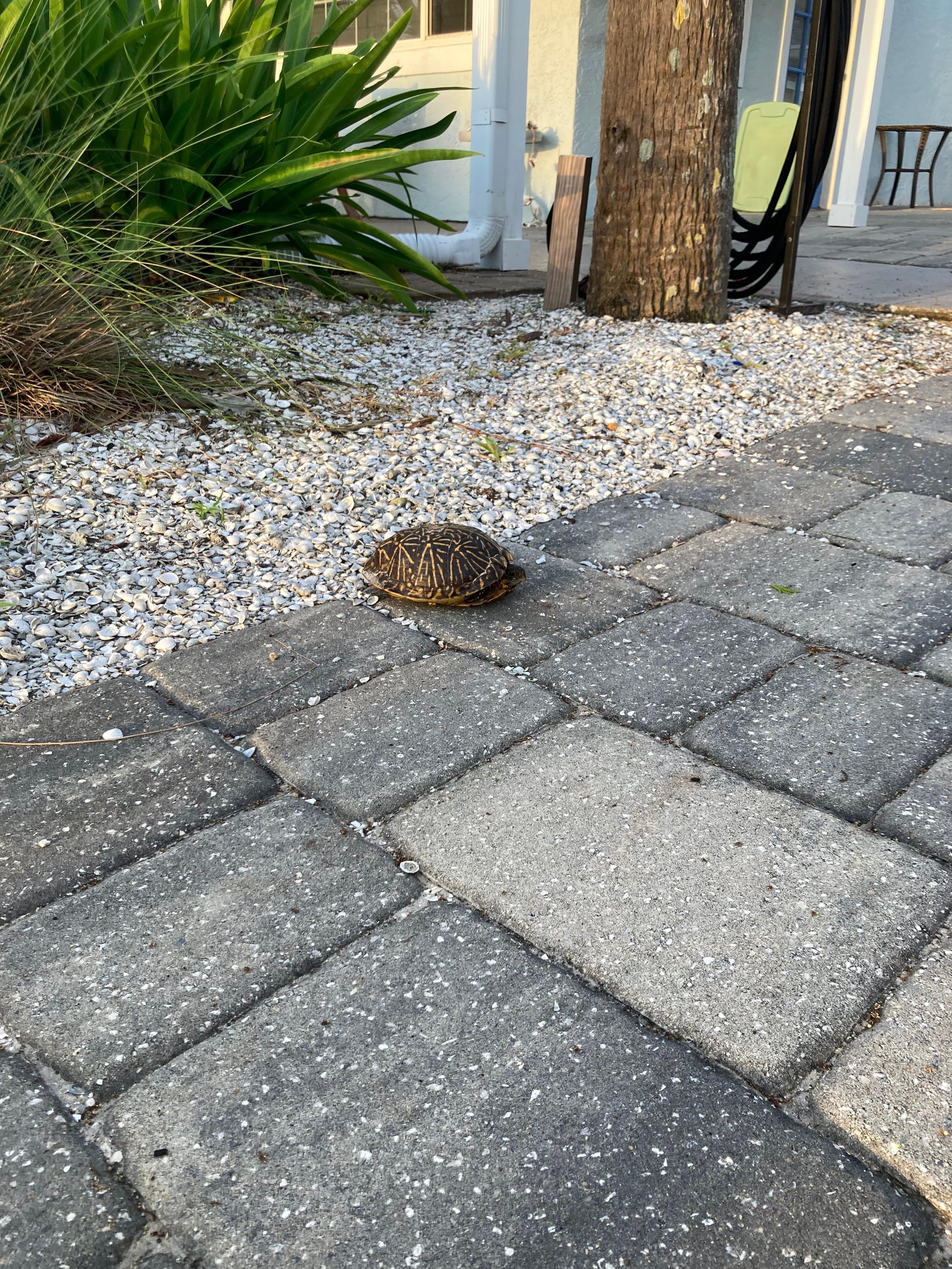 Adorable guy we saw on the property