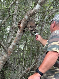 Mother the raccoon