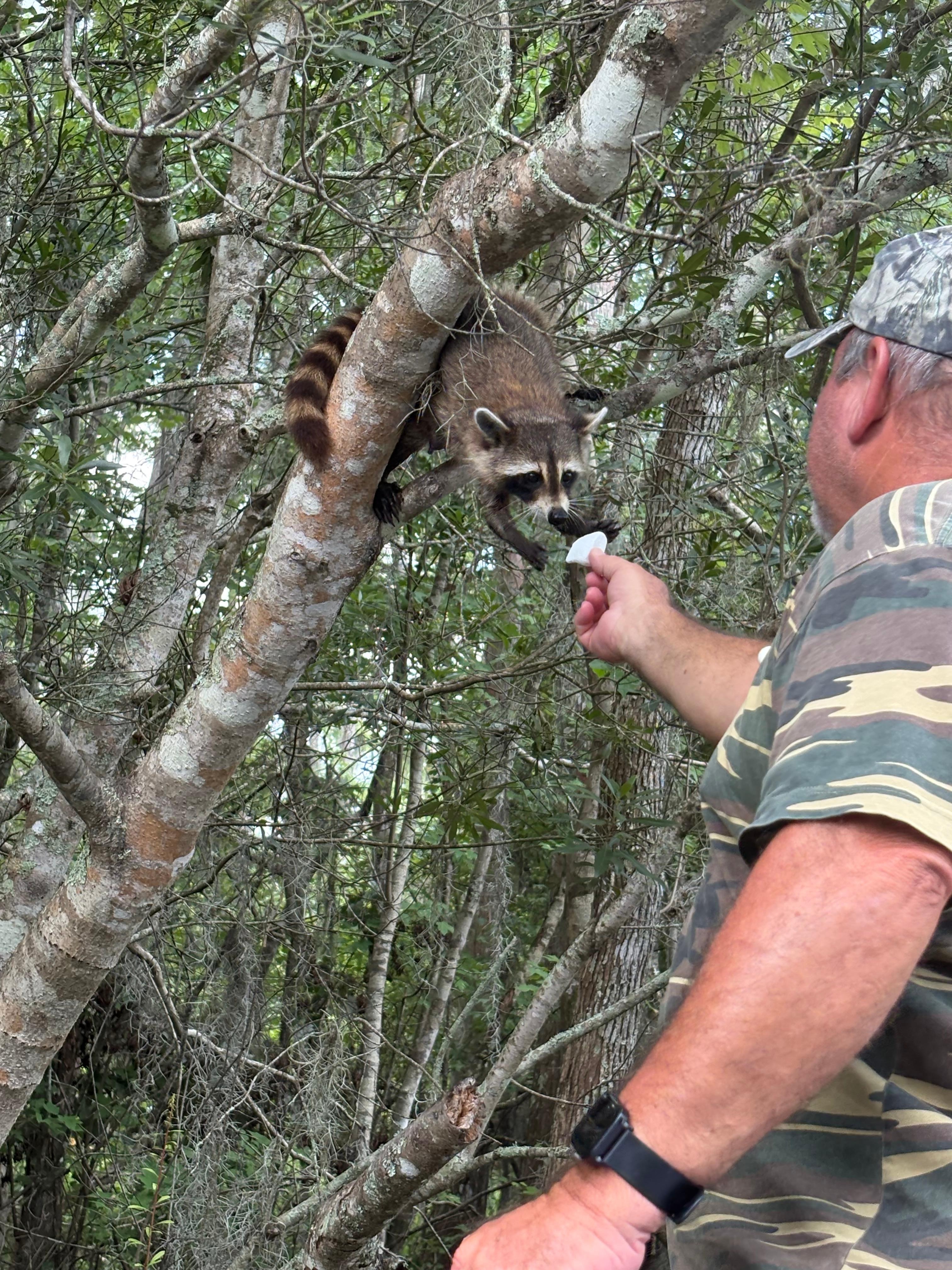 Mother the raccoon