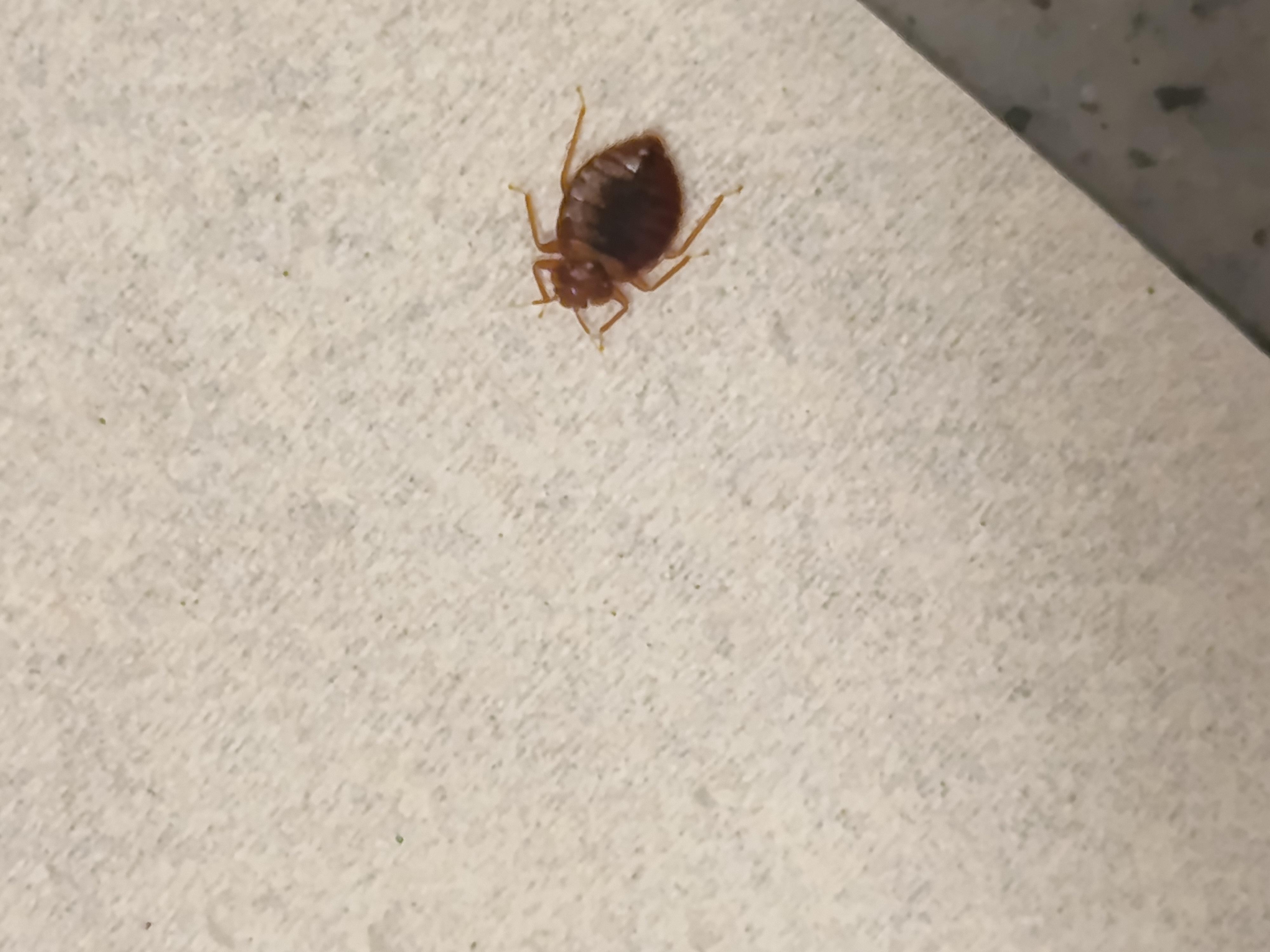 Punaise que j'ai attrapé de dessus la couette pour la jetter au wc 