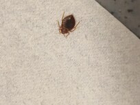 Punaise que j'ai attrapé de dessus la couette pour la jetter au wc