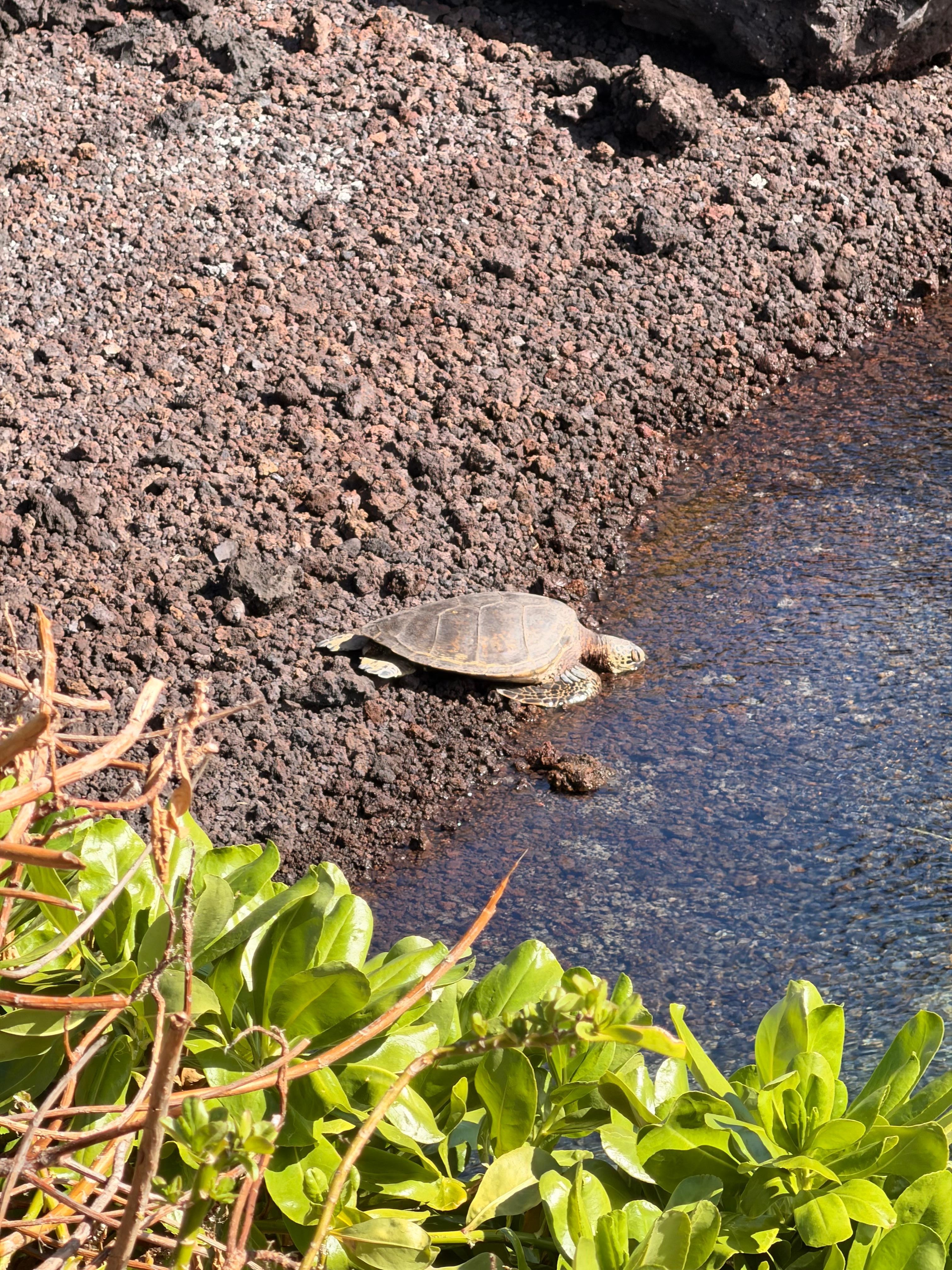 Turtles at Hilton pool
