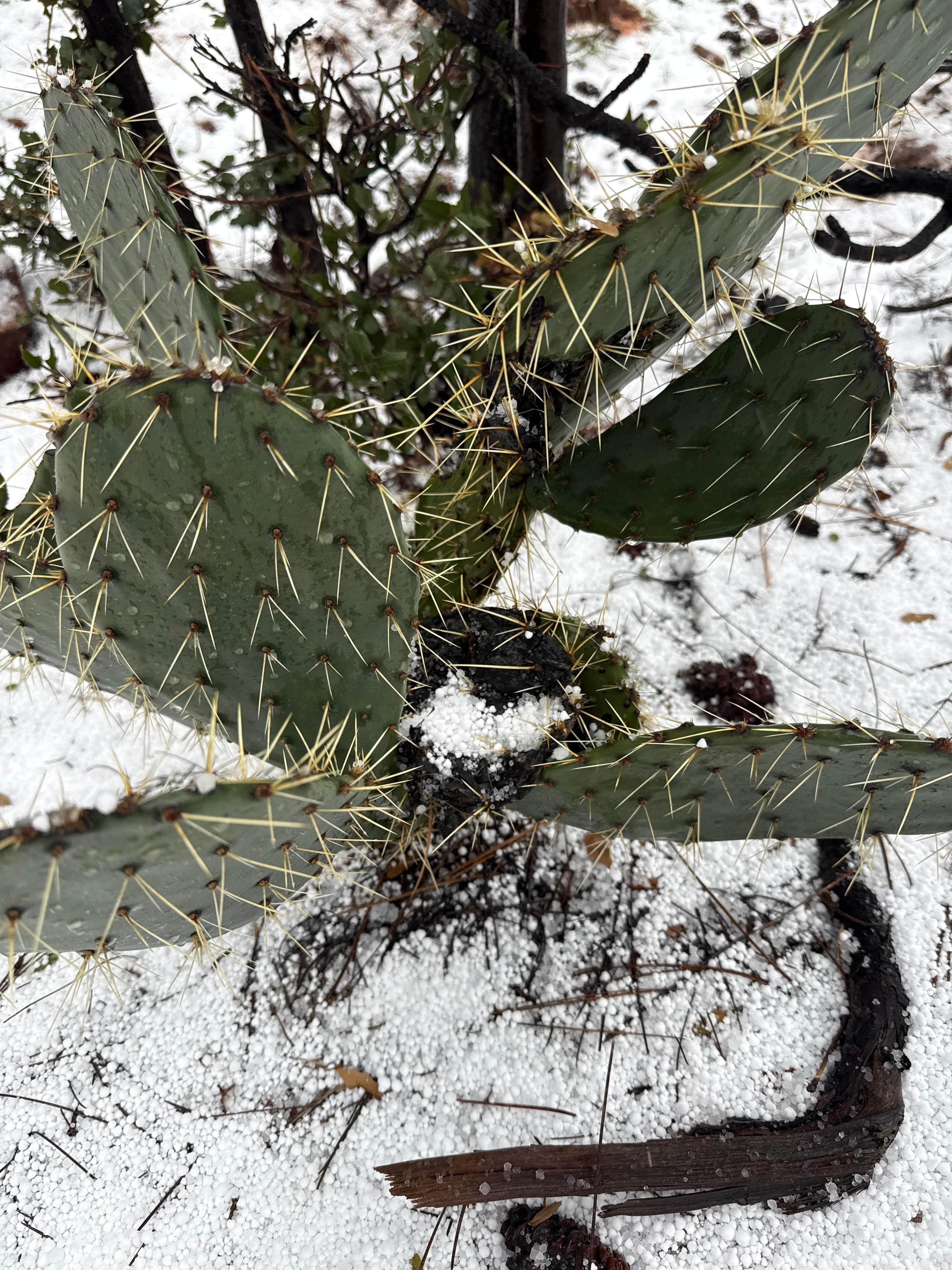 cactus in the snow