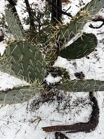 cactus in the snow