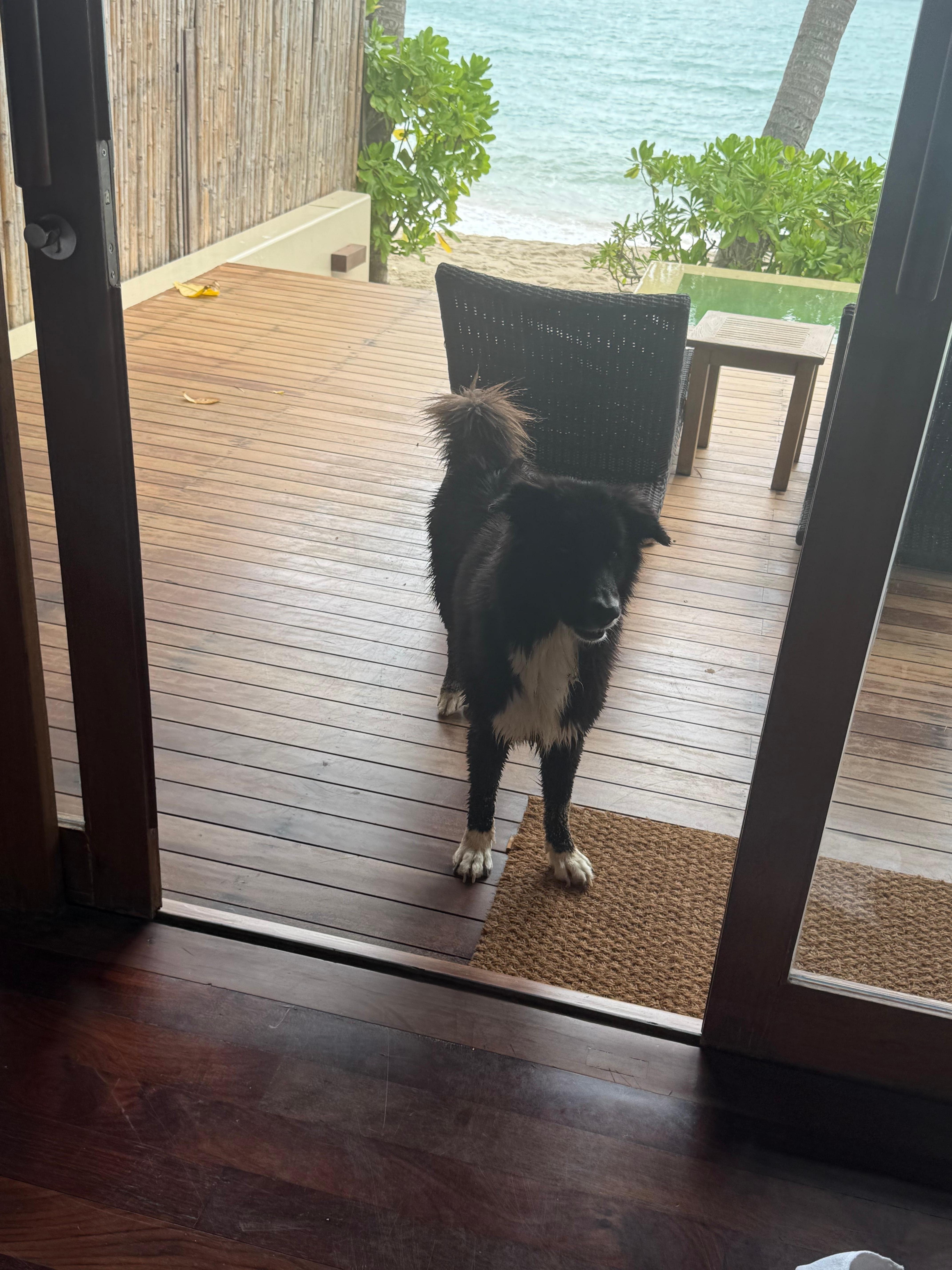 Kreeg bezoek en gelukkig zijn de dieren hier wel ok, het zou mijn vakantie verzieken als ze slecht waren voor dieren 