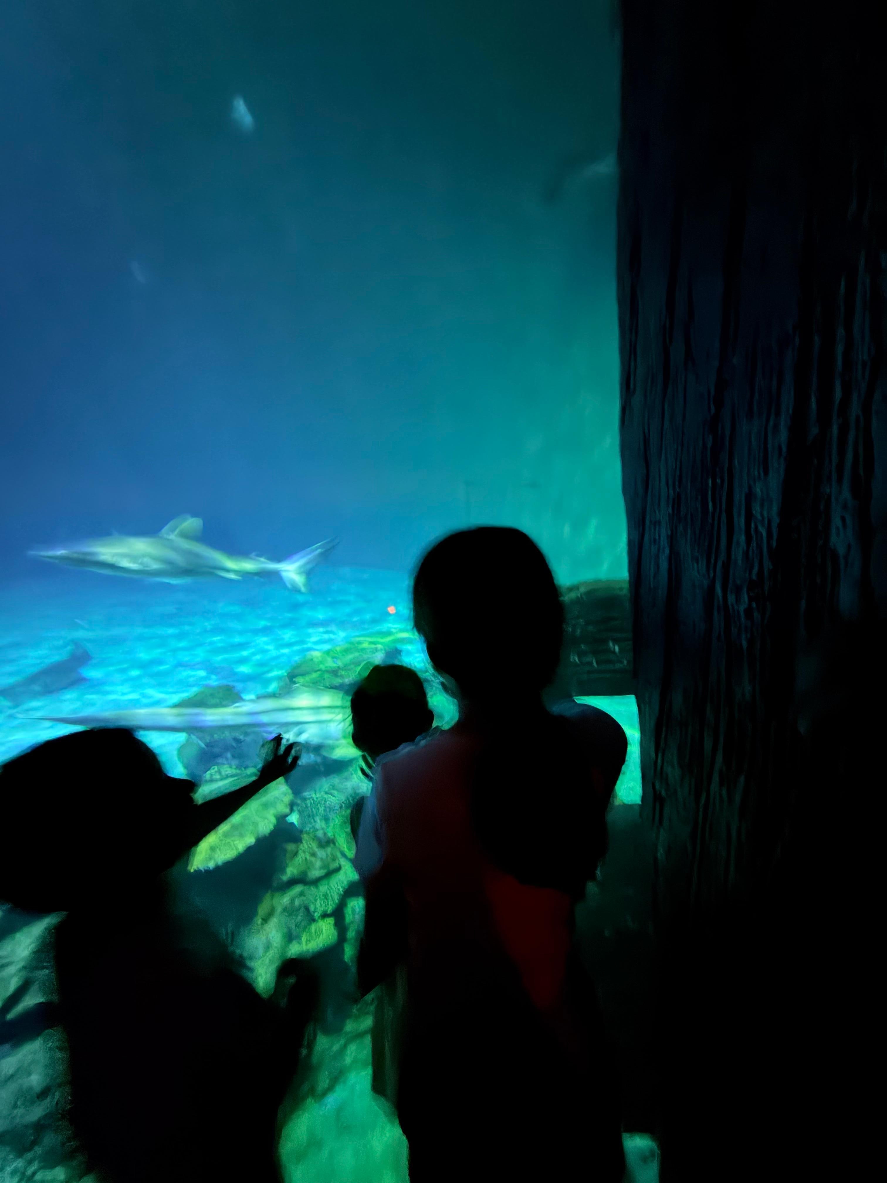 Acuario $20 USD POR PERSONA, descuento a menores de 13 años y abuelitos.