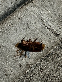 Roach outside front door
