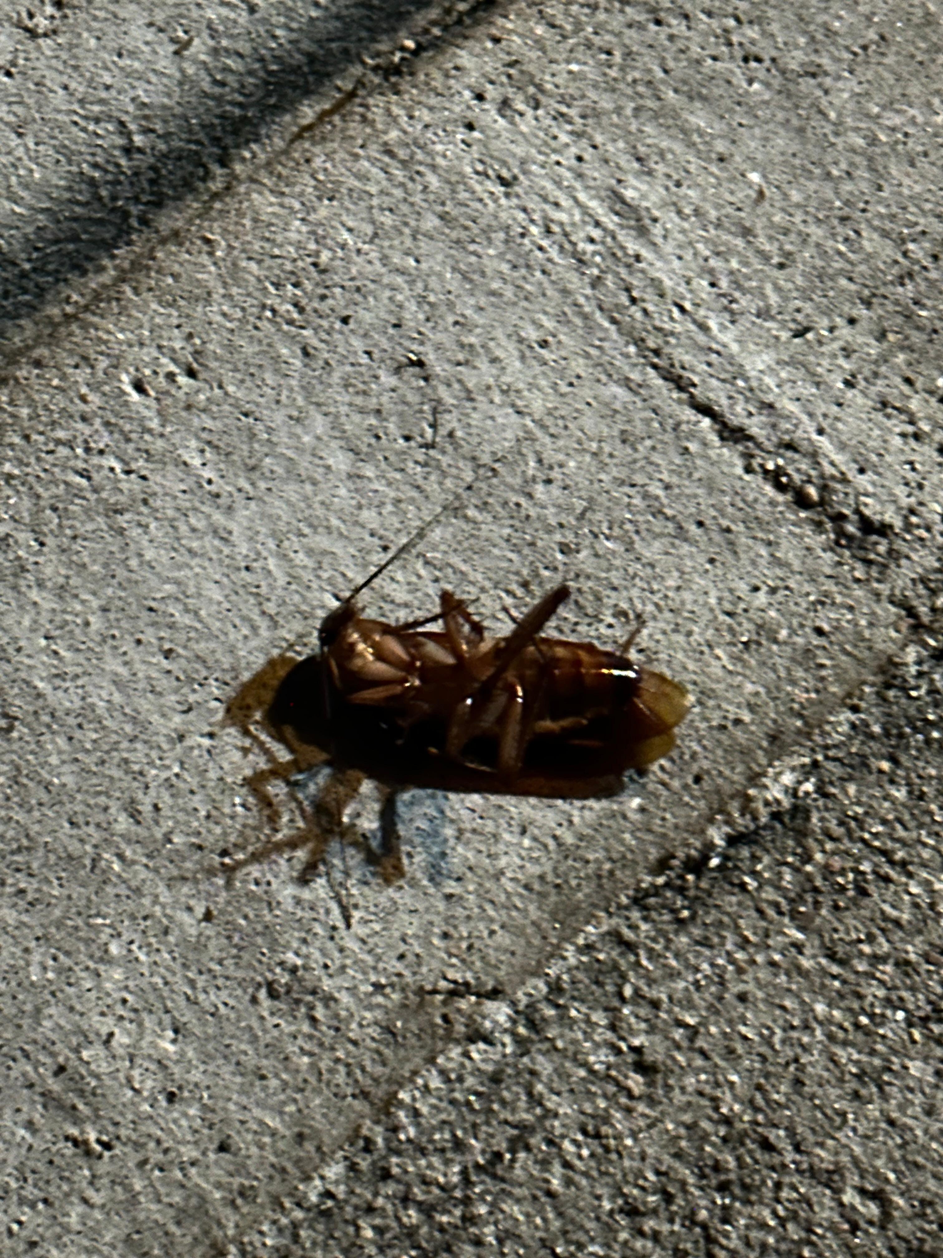Roach outside front door