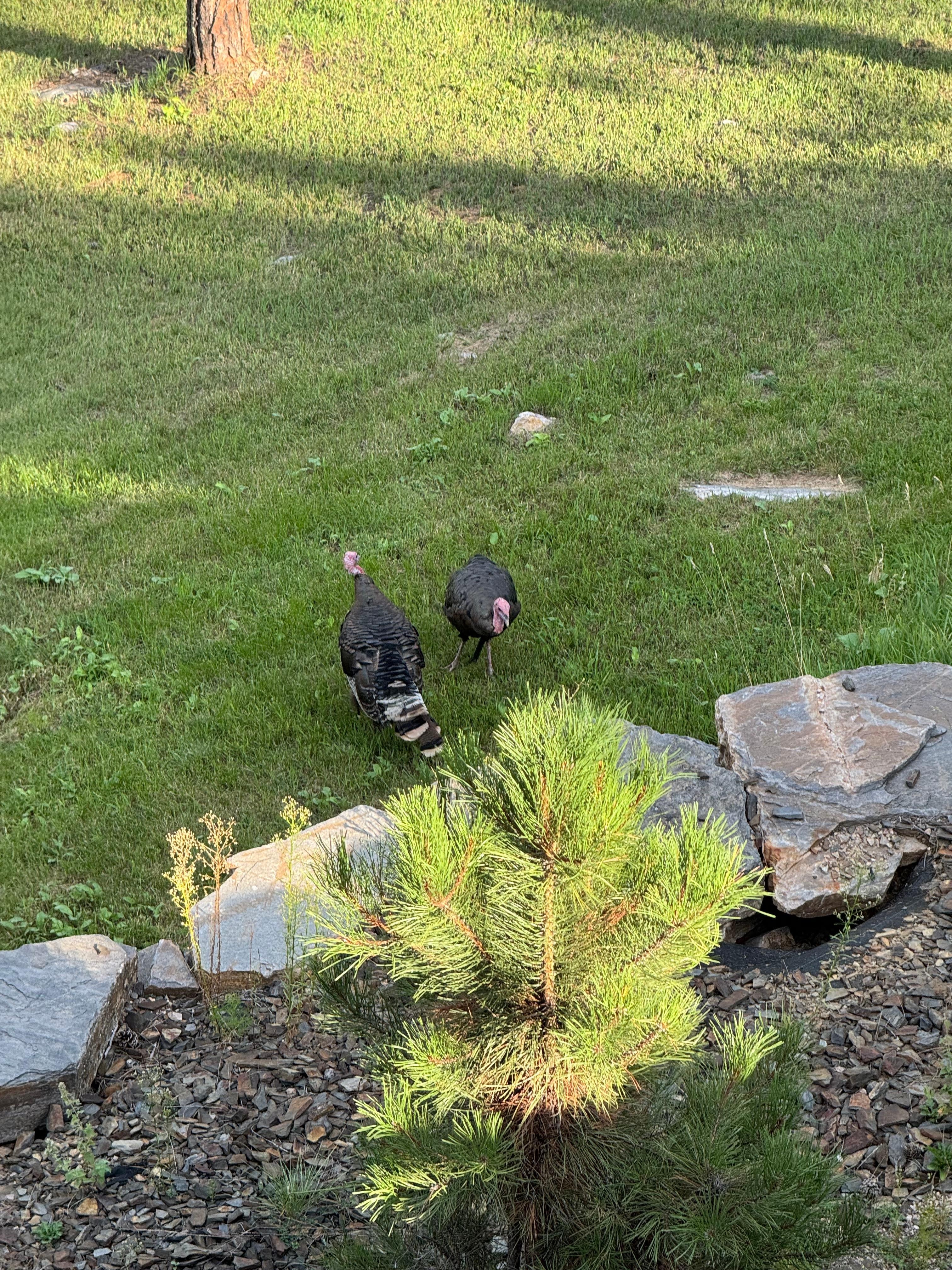 We saw wild turkeys, deer, and big horn sheep.