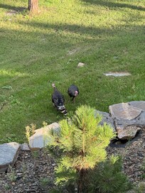 We saw wild turkeys, deer, and big horn sheep.