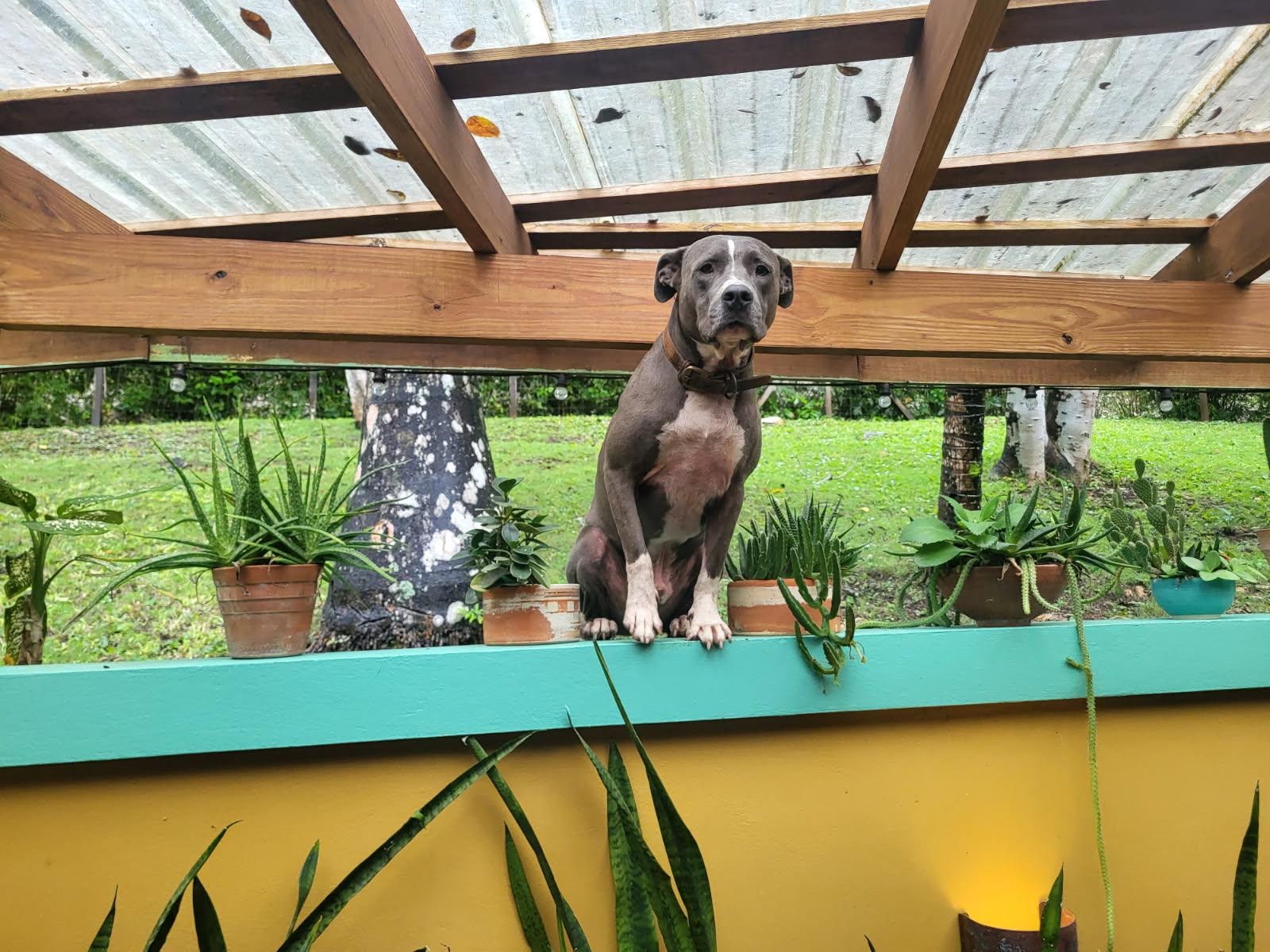 a perfect companion. A great doggie. 