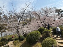 Shukkeien gardens