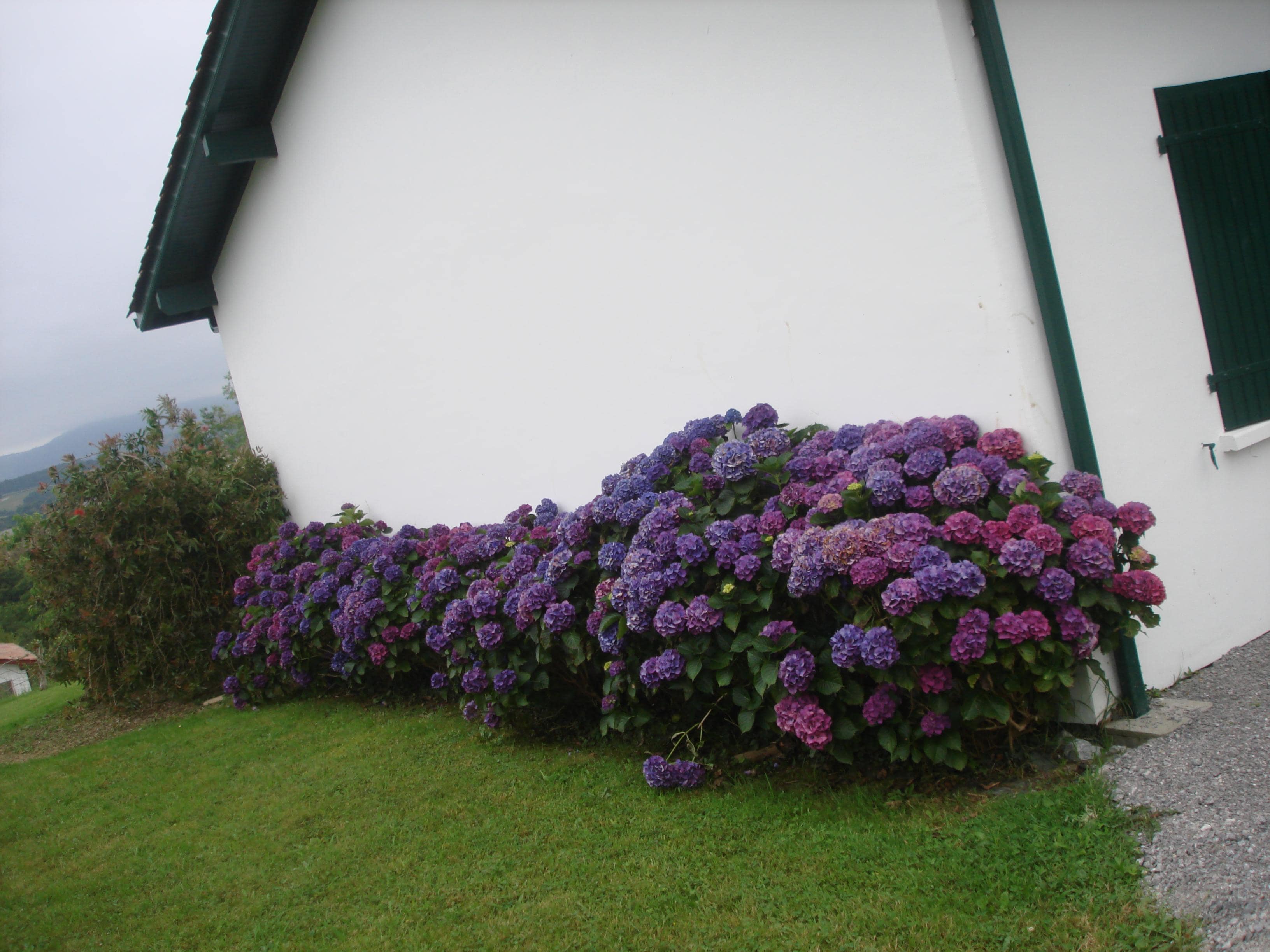 les  superbes  hortensias   bleu sur le pignon