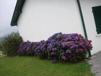 les superbes hortensias bleu sur le pignon