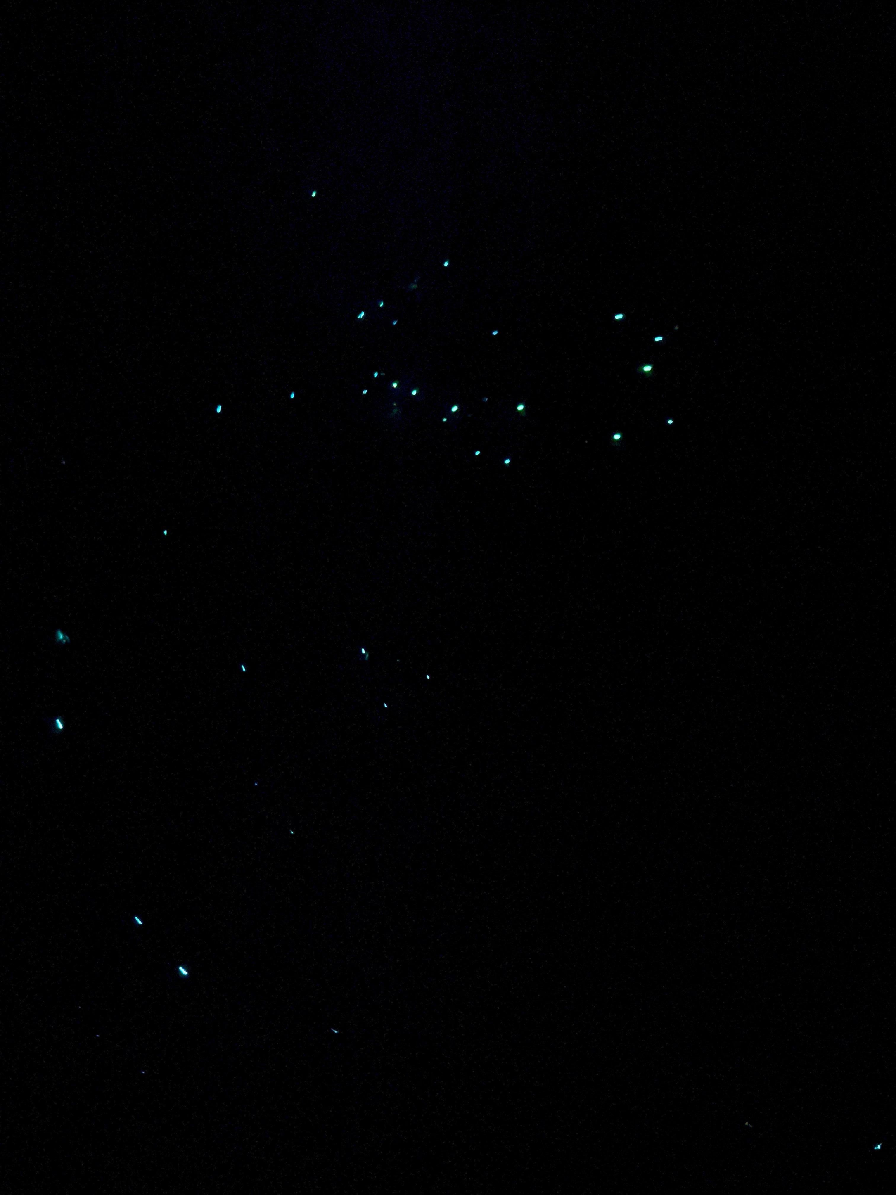 Glow worms