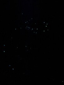 Glow worms