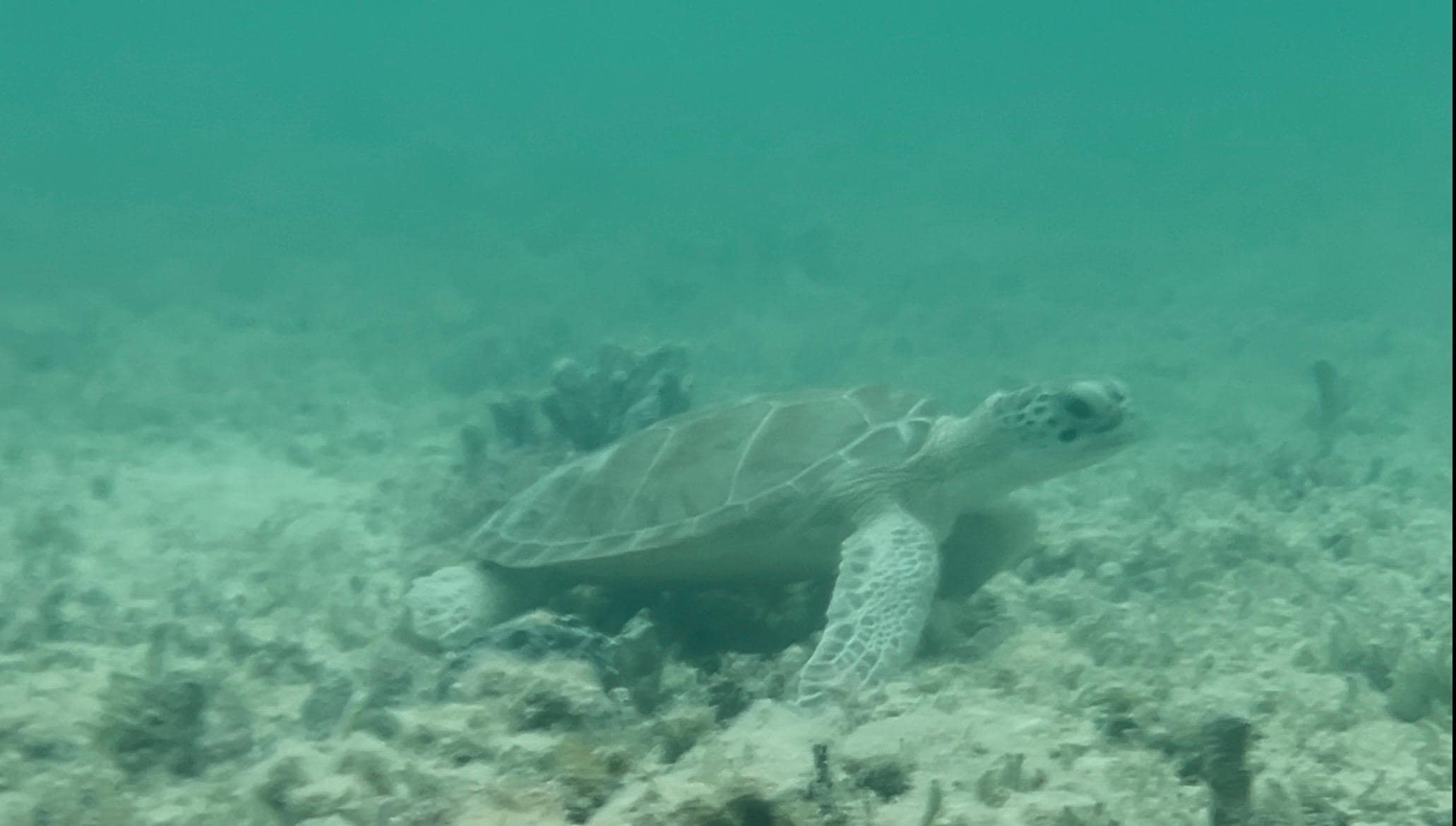 Turtles at the end of our dock