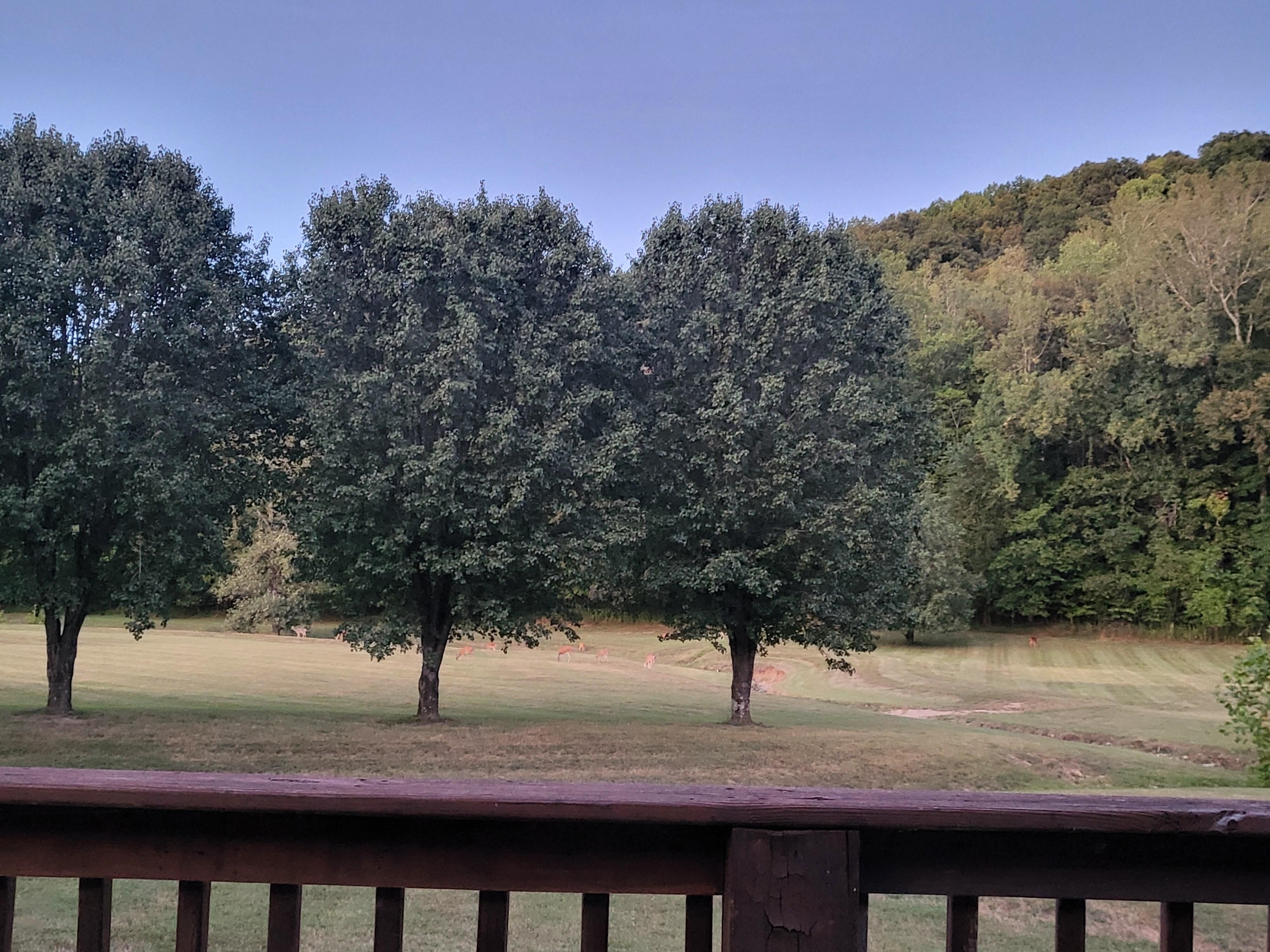 Tons of deer in the backyard in the evening. So peaceful! 