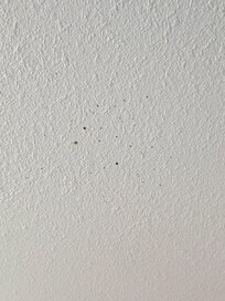 Blood Spatter?