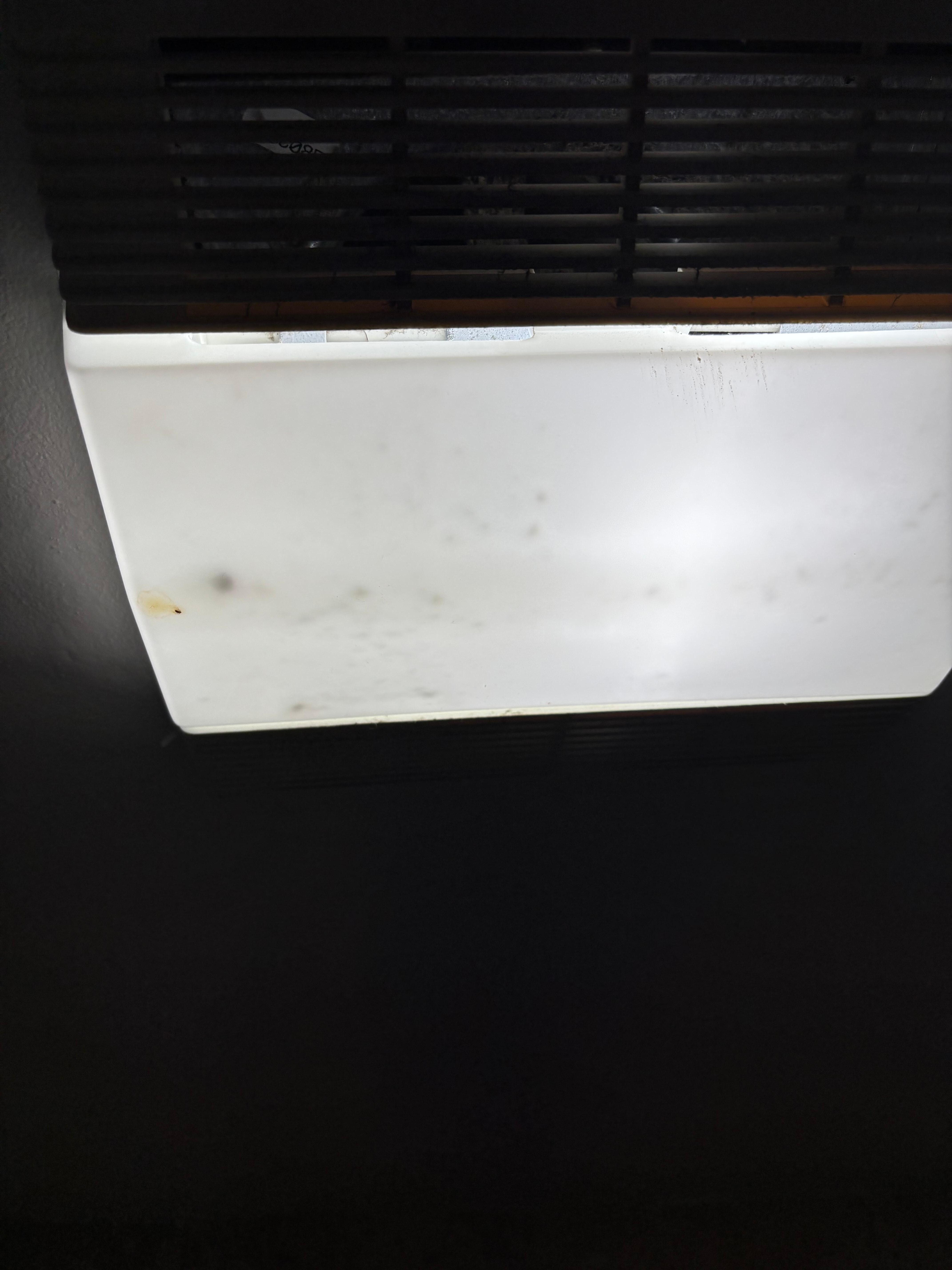 Bugs in light fixture