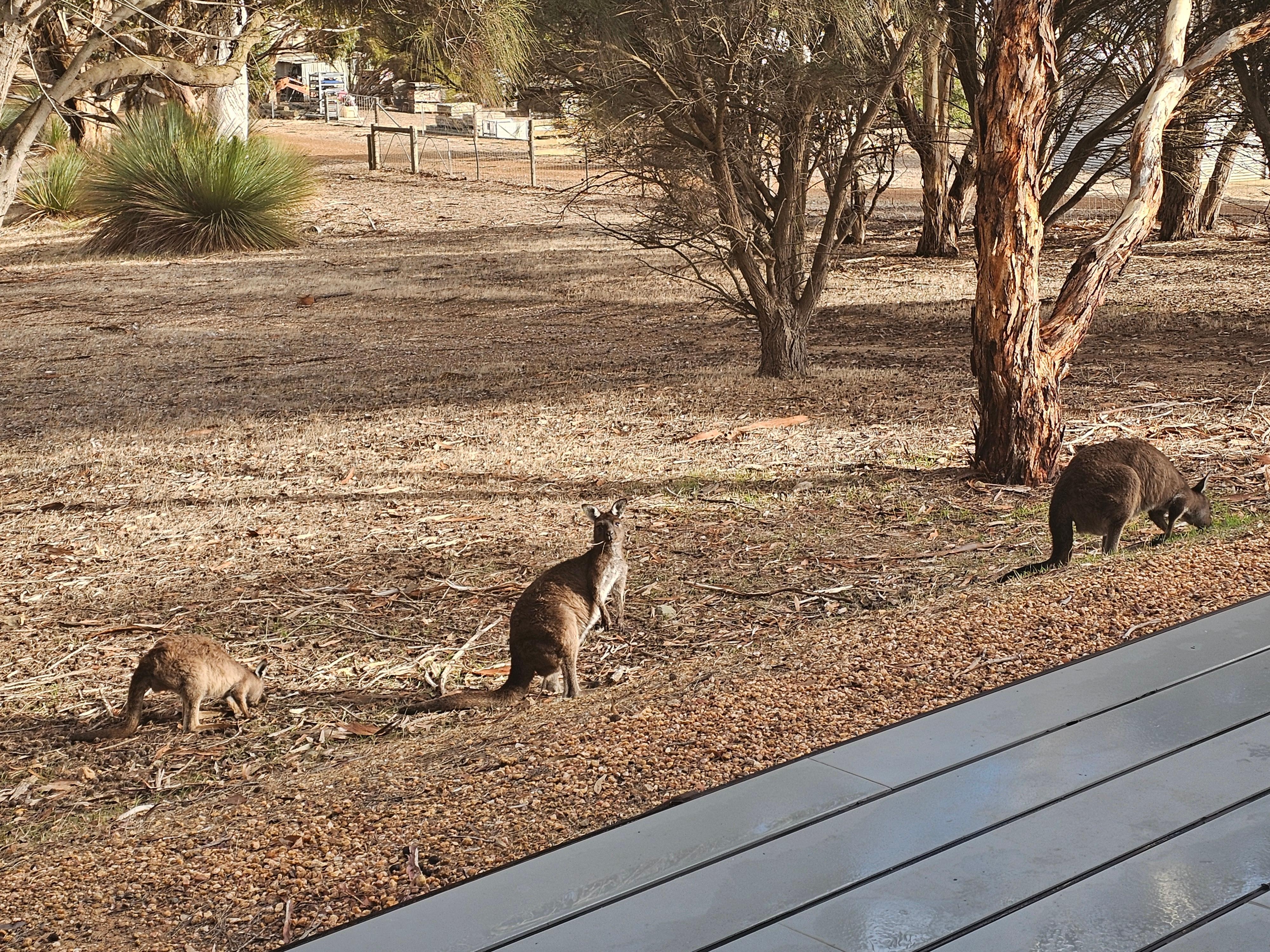 Little family hopping about right out in front of the wrap around porch!
