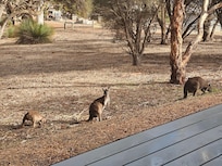 Little family hopping about right out in front of the wrap around porch!