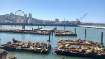 At Pier 39 (great place to visit), just a few blocks from Hotel Caza.