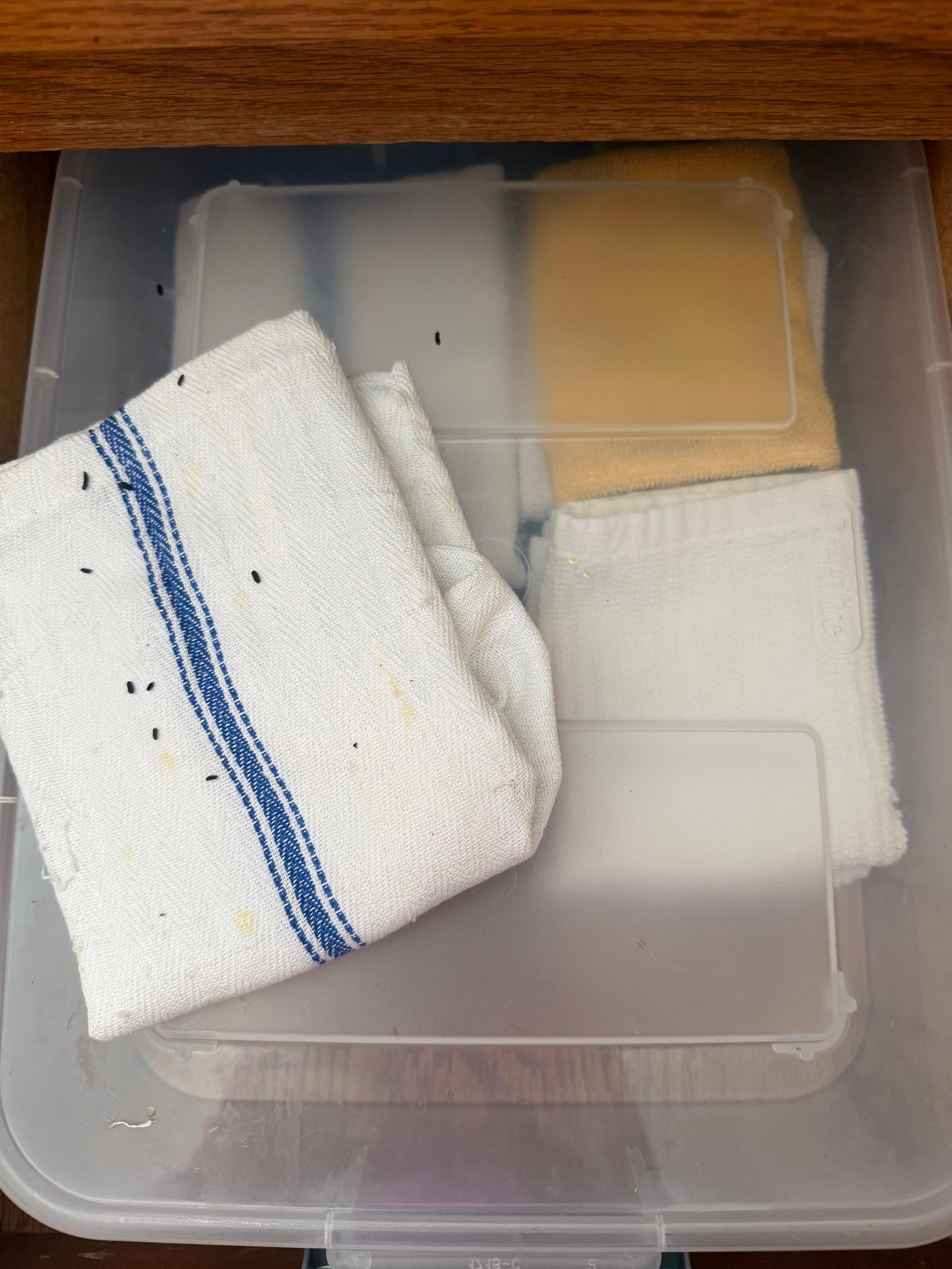 Mouse poop in kitchen drawers
