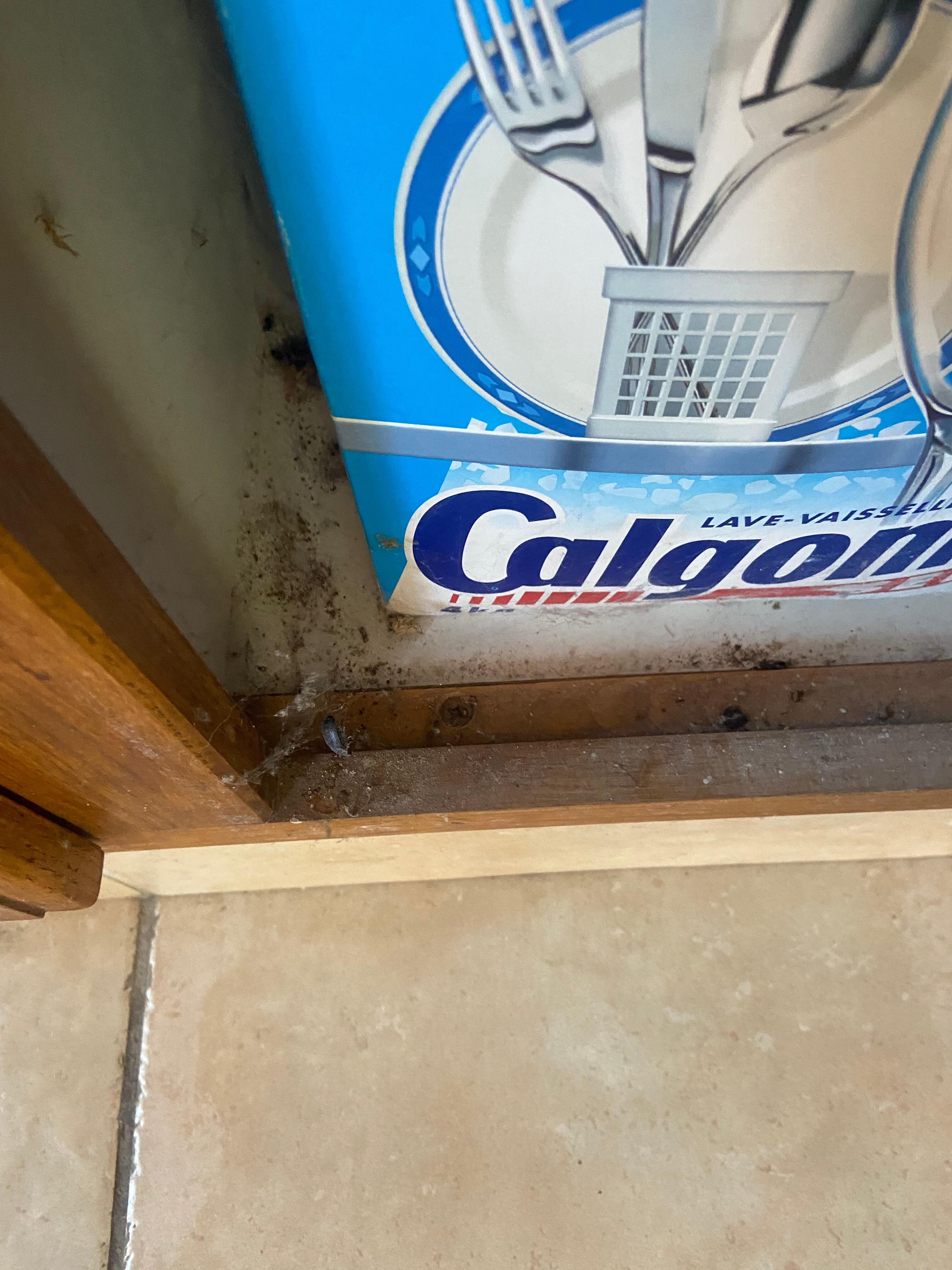 In allen Schränken Dreck, Spinnenweben und anderes