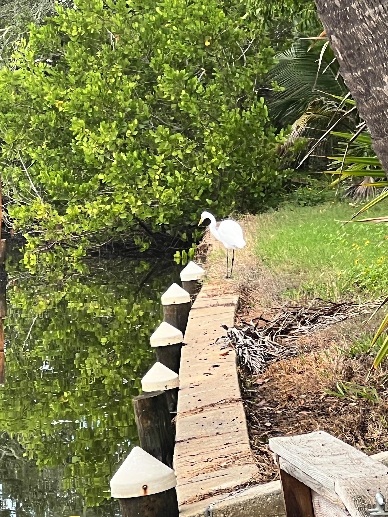 Common wildlife while sitting on the dock