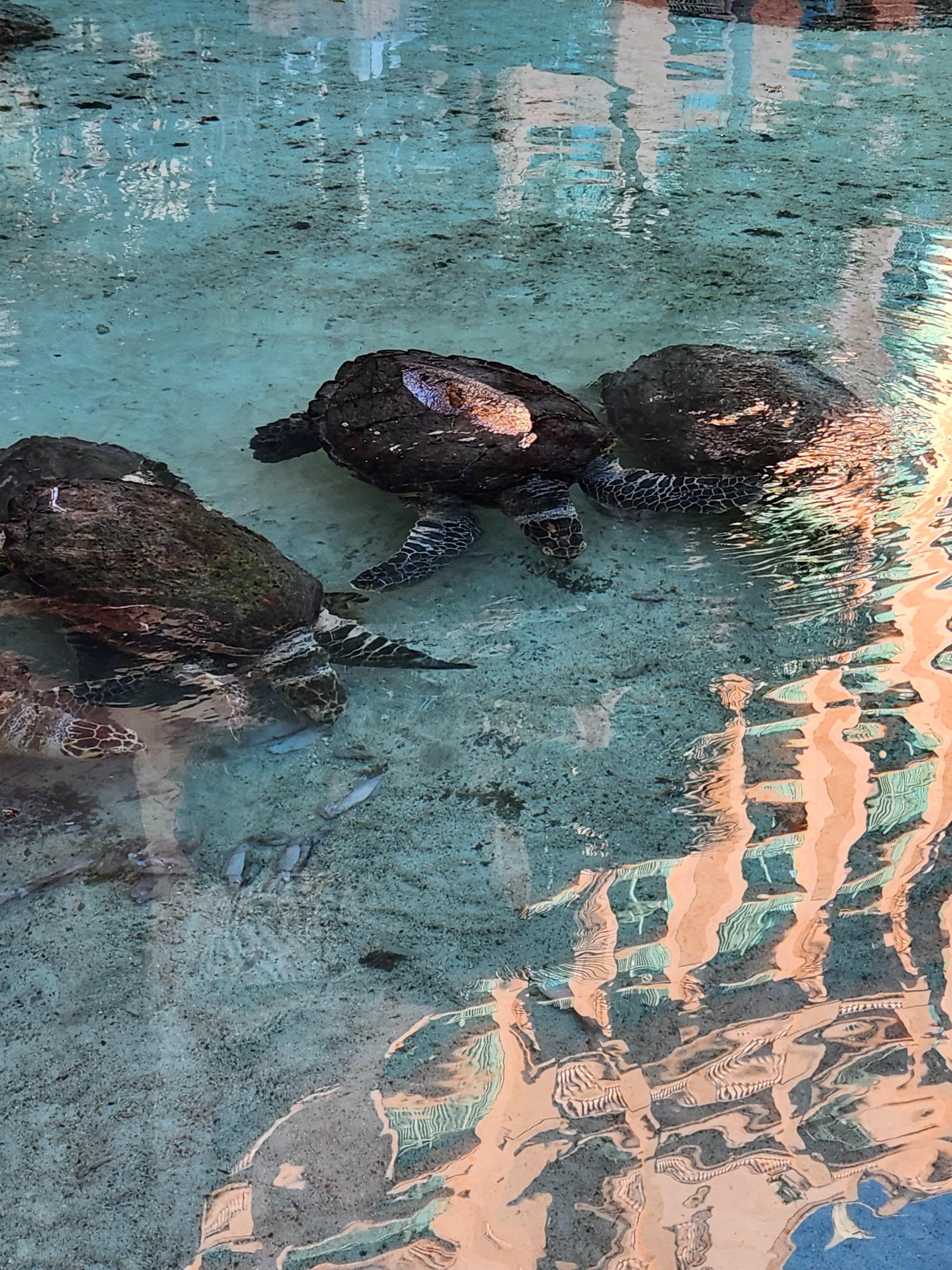 On resort Sea Turtles feeding time.