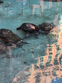 On resort Sea Turtles feeding time.