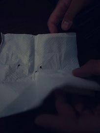 The bed bugs that were found on the bed.