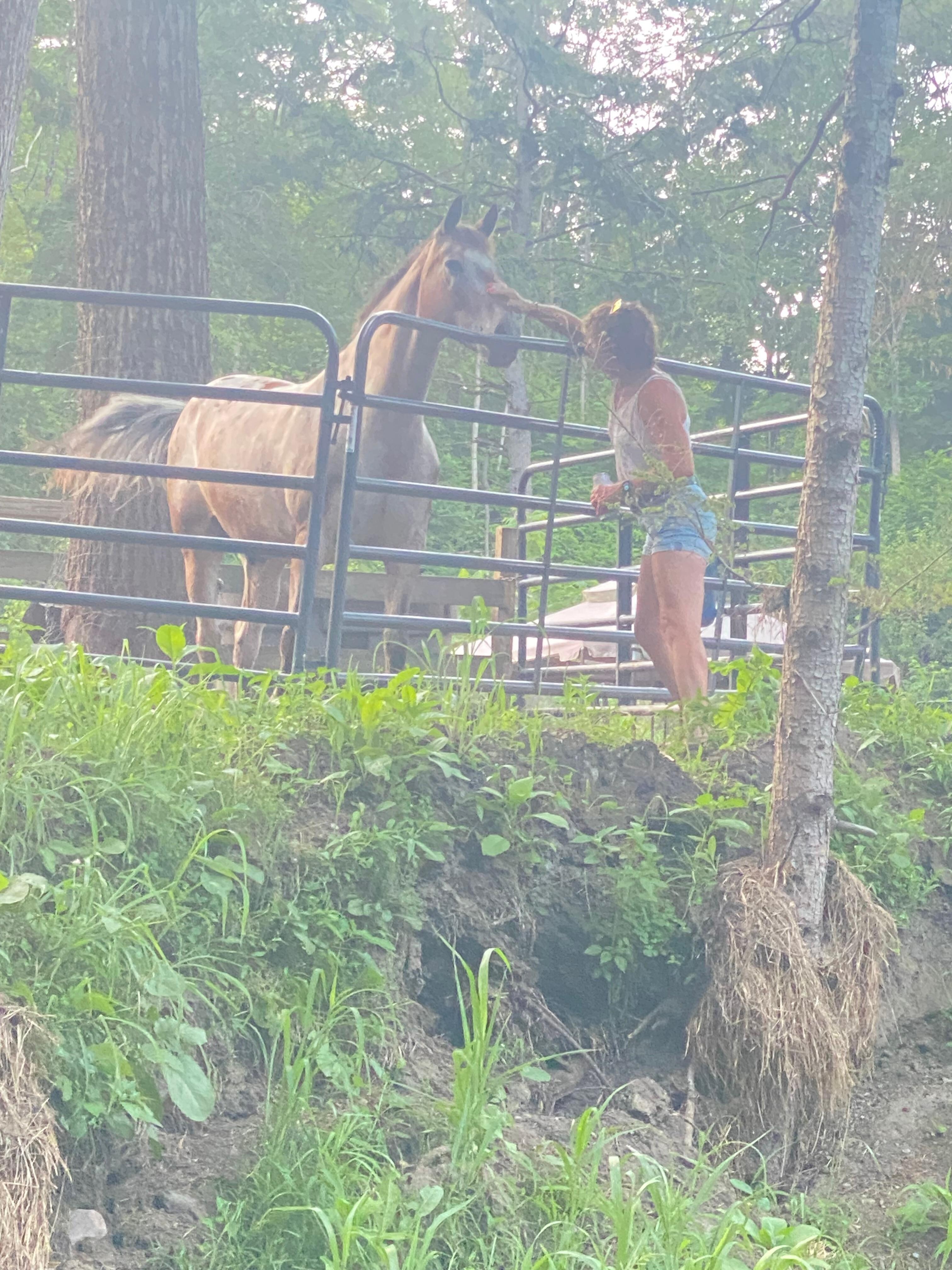 Horses across the street 