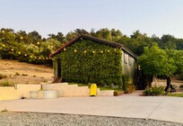 Beautiful ivy on side of accommodations.