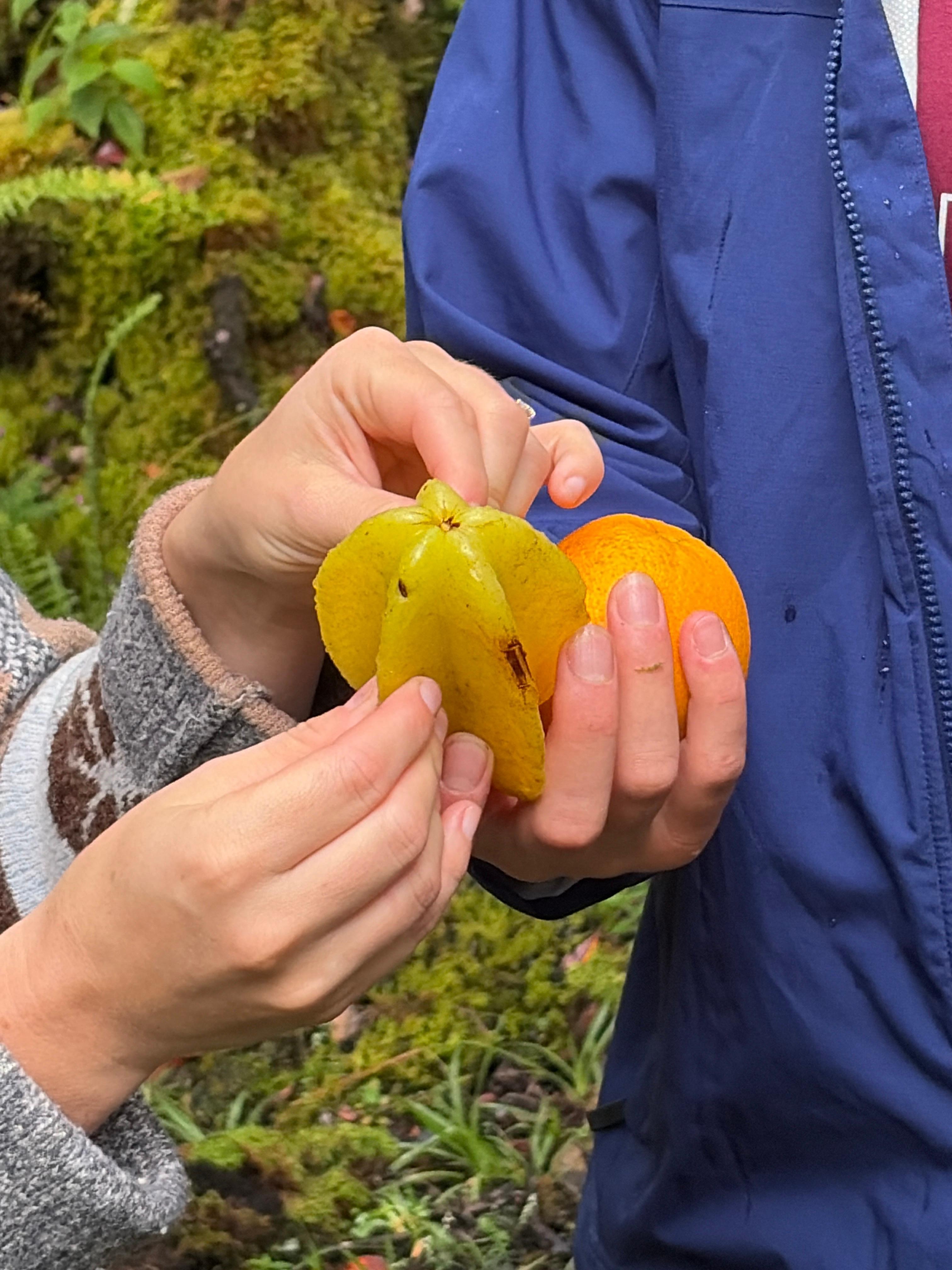 Picked — and ate — ripe starfruit right on the property. 