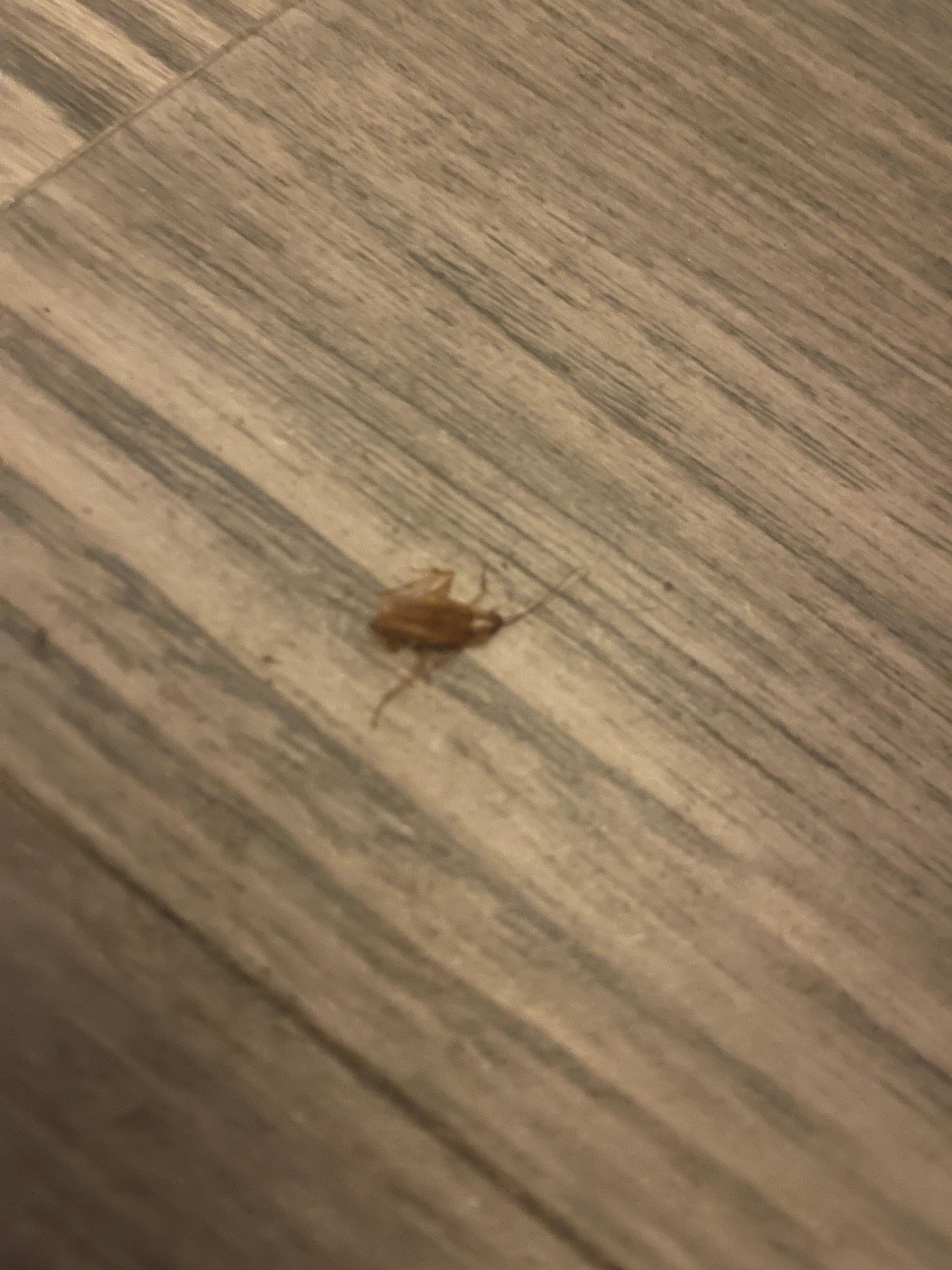 I was able to kill one -and these are those hard to get rid of roaches you can take home with you 