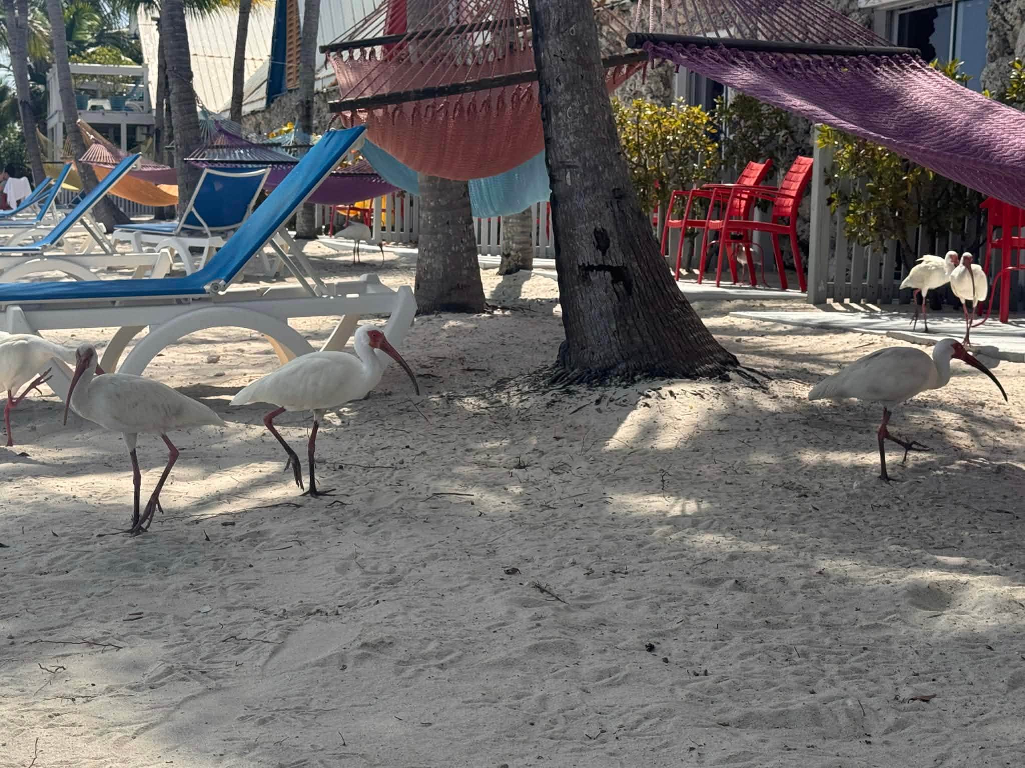 BIRDS!! So fun to watch.